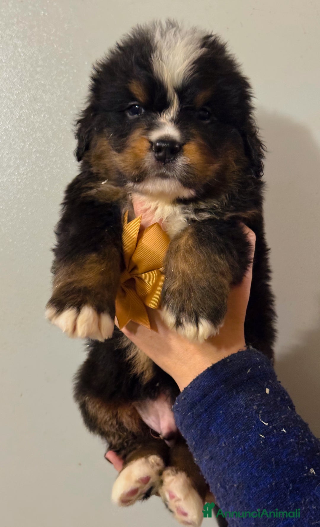 Bovaro del Bernese cani in vendita: Cuccioli Disponibili Bovaro del Bernese - Annuncio 7