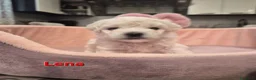 Maltese cani in vendita: Cuccioli maltesi femmine pelo riccio  - Annuncio 7