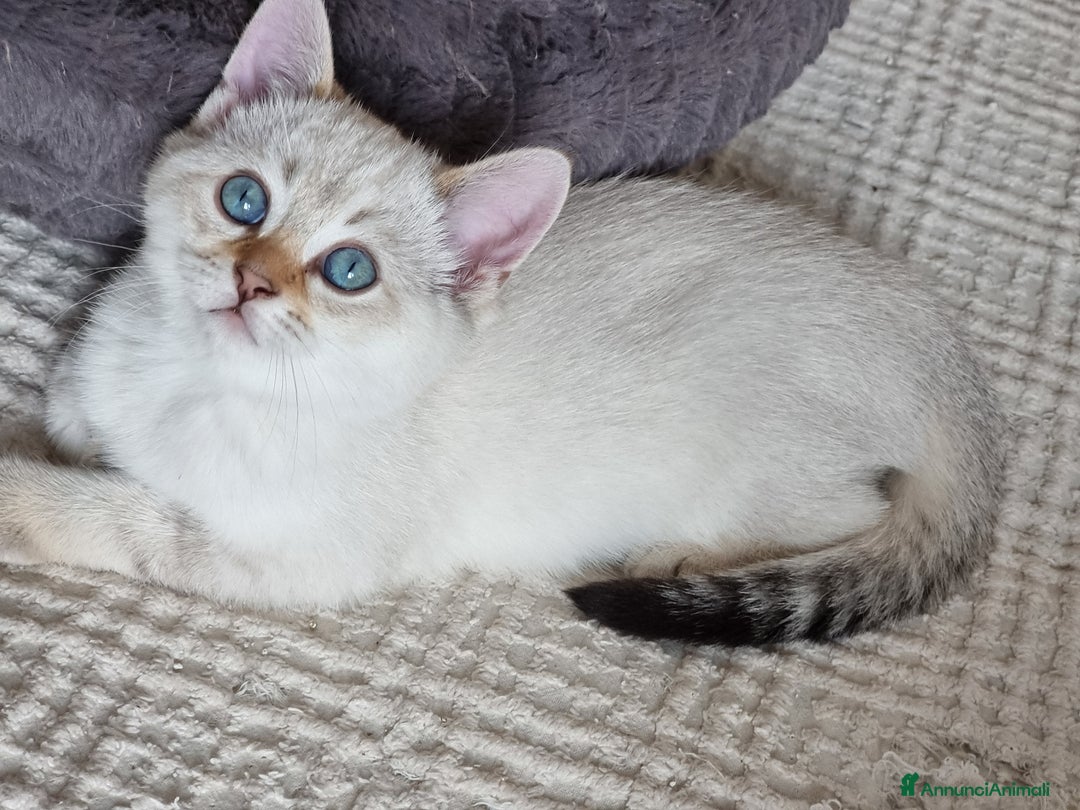 Bengala gatti in vendita: Incrocio Scottish/Bengala  - Annuncio 8