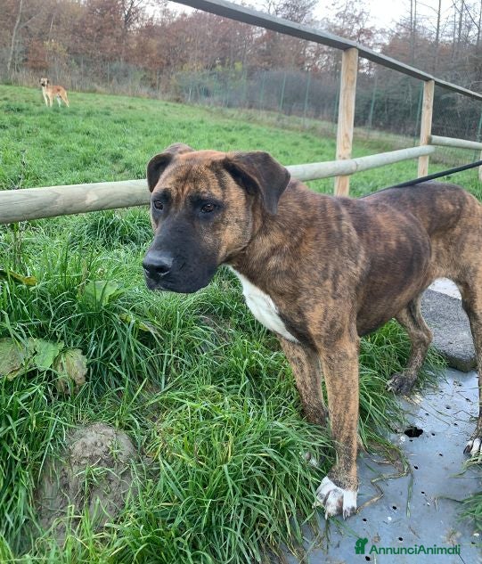 Meticcio cani MORGANA affettuosa con le persone - adulta - Annuncio 1