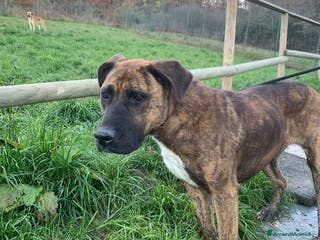 Meticcio cani MORGANA affettuosa con le persone - adulta - Annuncio 15