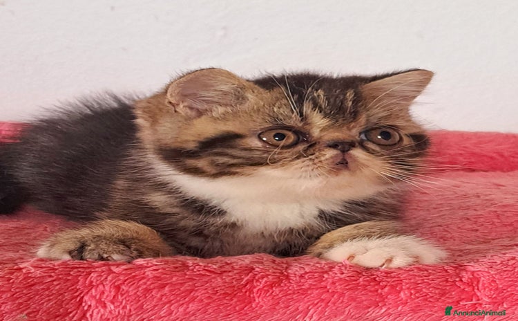 Exotic Shorthair gatti a Città metropolitana di Milano - Annuncio 1