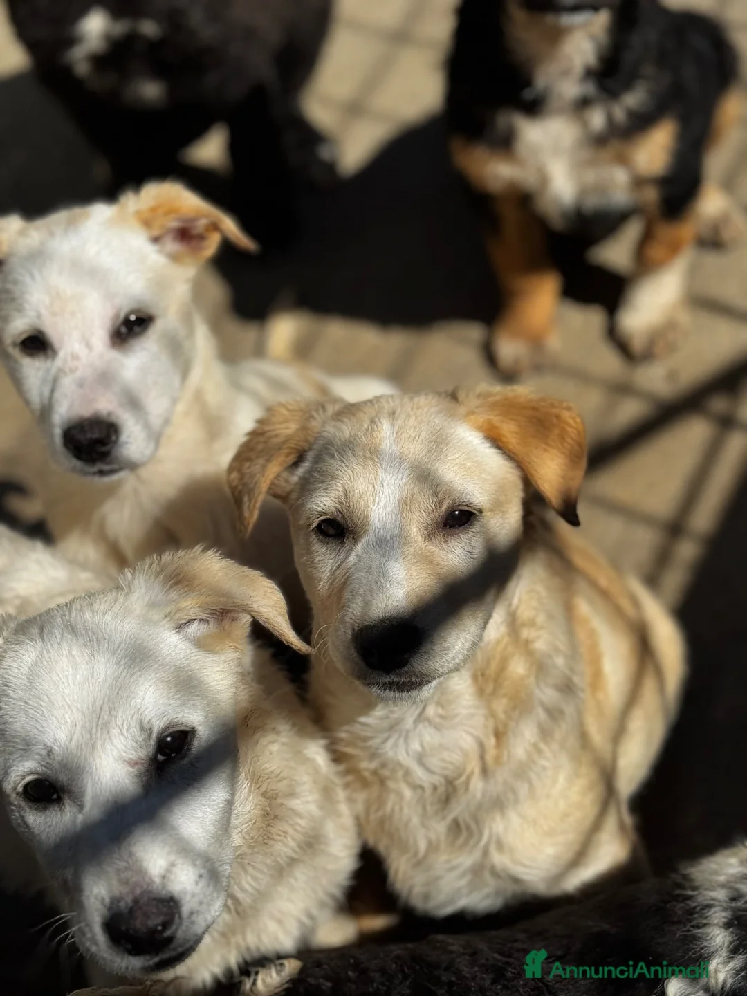 Meticcio cani in regalo: Luna 4 mesi taglia media socievole - Annuncio 3