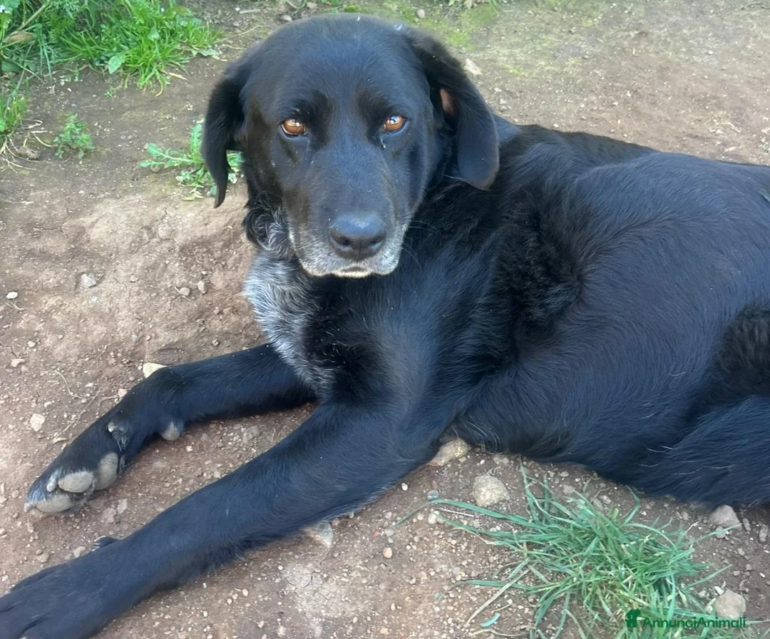 Meticcio cani in regalo: Linda splendida cagnolona dal cuore grande  - Annuncio 1