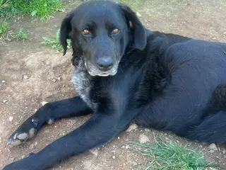 Meticcio cani Linda splendida cagnolona dal cuore grande - Annuncio 4