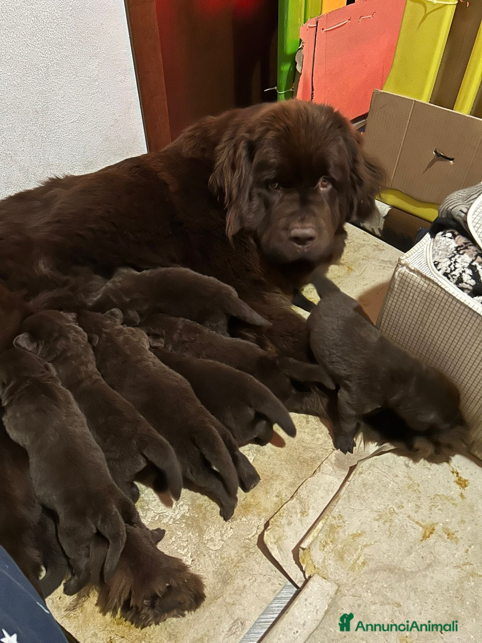 Terranova cani Vendo - Annuncio 1