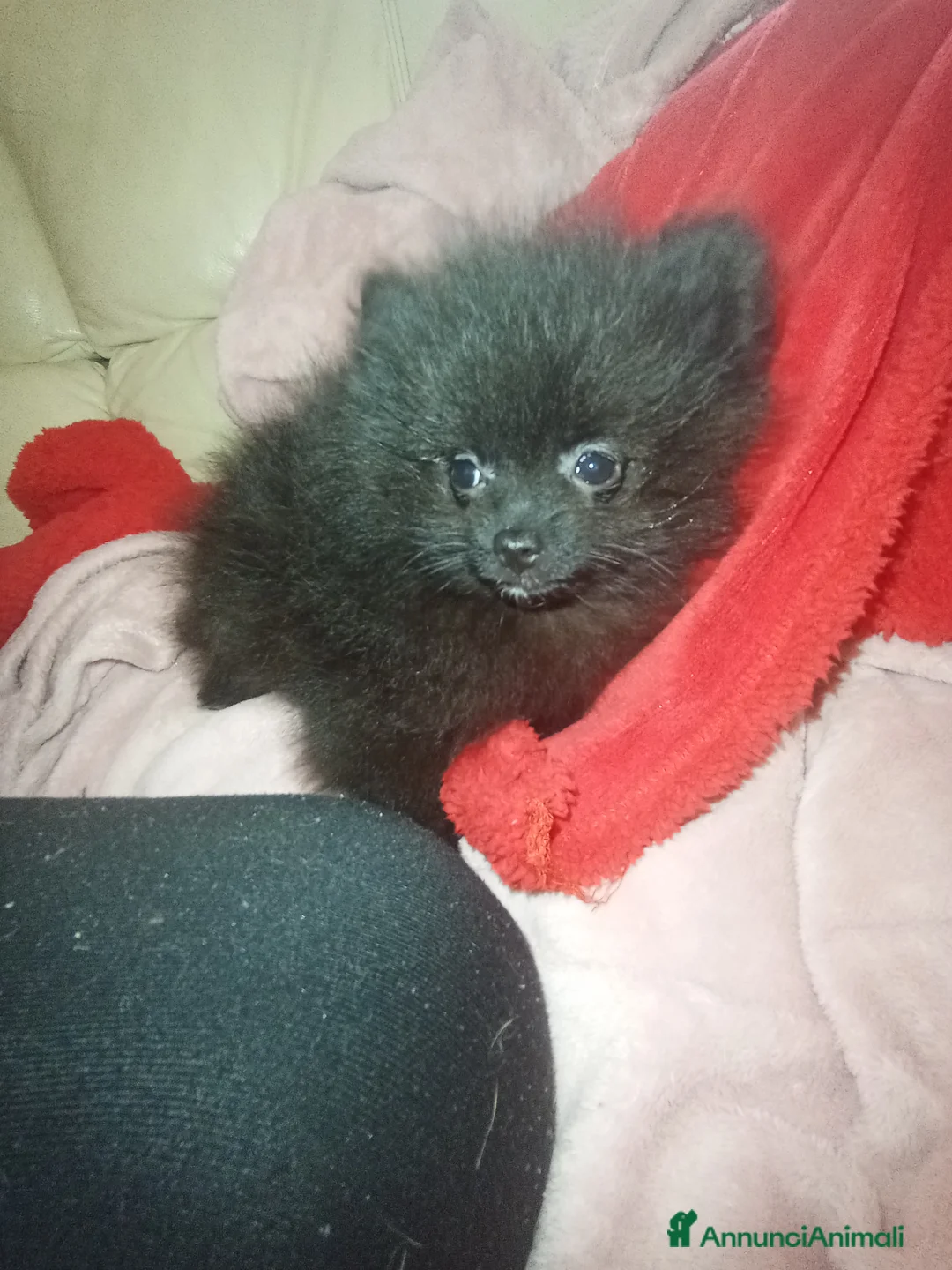 Spitz cani in vendita: Spitz tedesco di Pomerania  - Annuncio 6