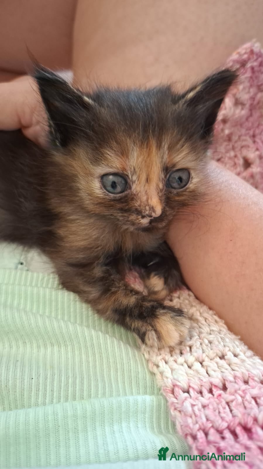 Altre razze gatti in regalo: 4 bellissimi gattini/e vivaci - Annuncio 6