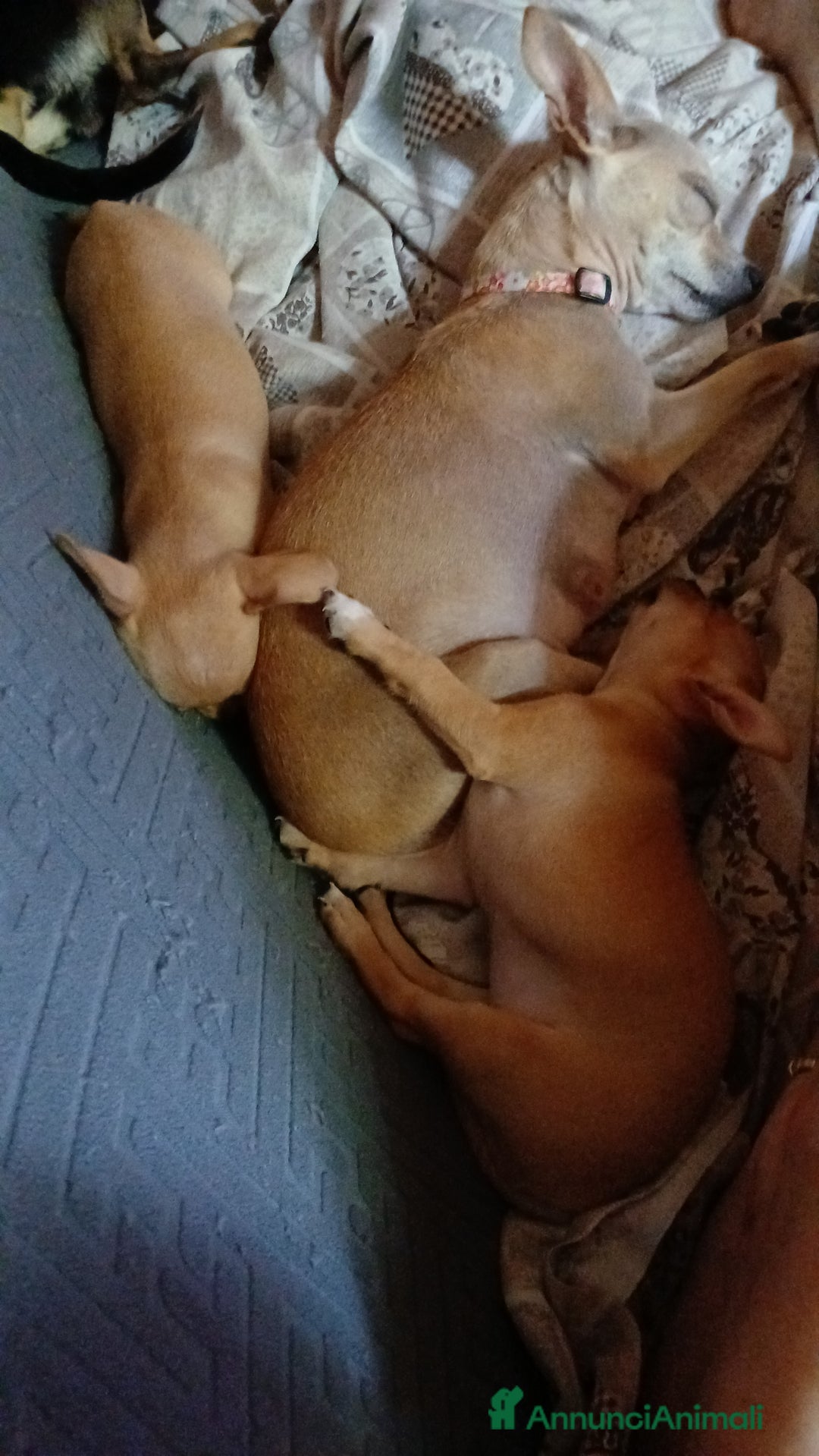 Chihuahua cani in vendita: Cuccioli di chihuahua deliziosi a Città metropolitana di Roma Capitale - Immagine 20