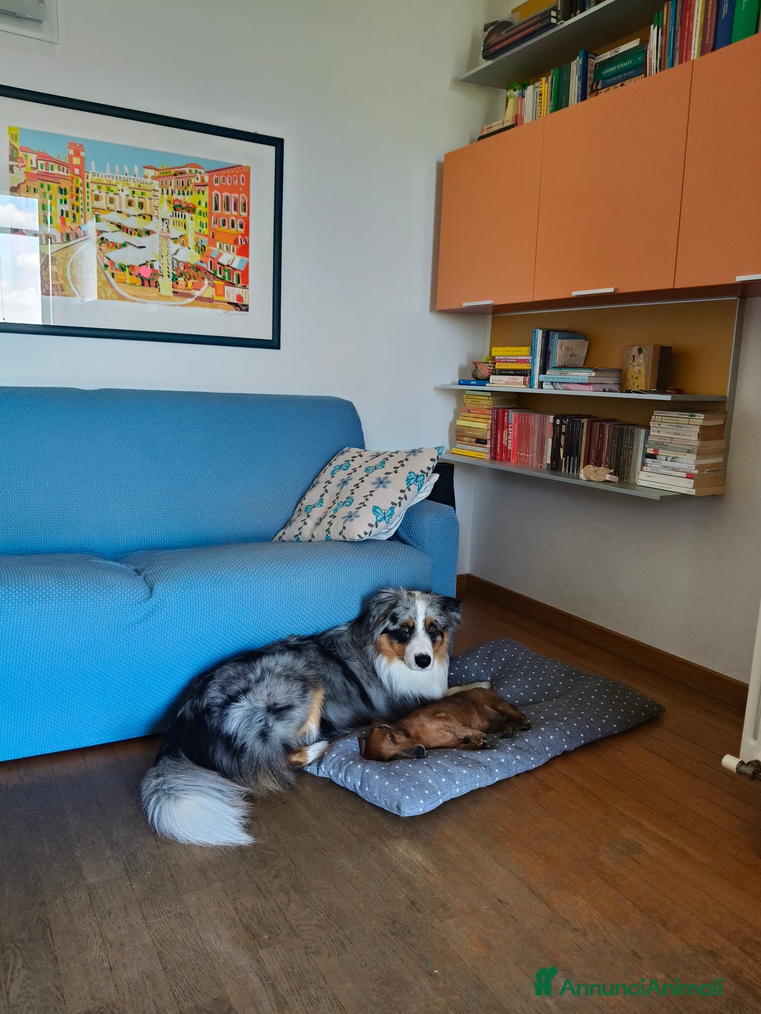 Australian Shepherd cani per accoppiamento: Cane da riproduzione - Annuncio 9