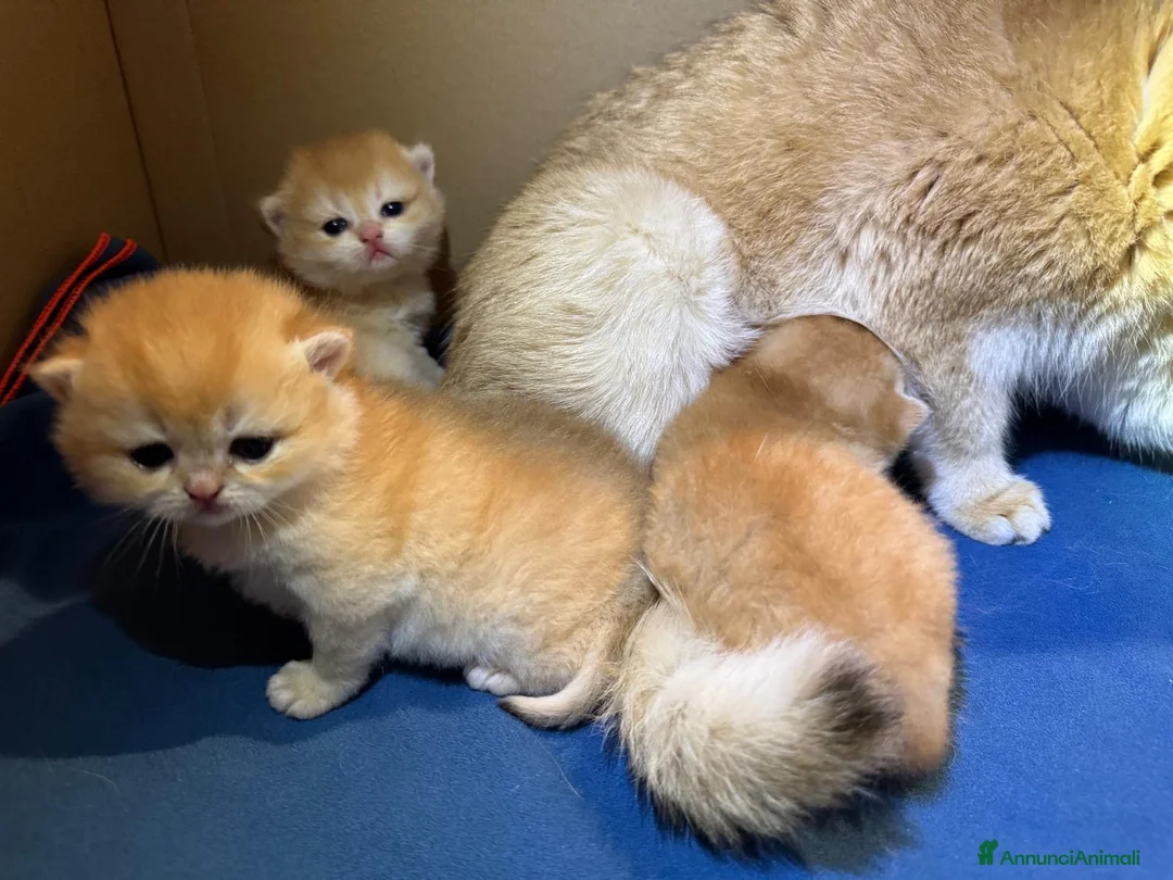 British gatti in vendita: Gattini British shorthair golden chell ny12 - Annuncio 3