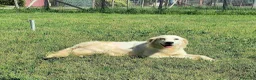 Meticcio cani in regalo: Fish-meraviglioso mix breton-golden - Annuncio 4