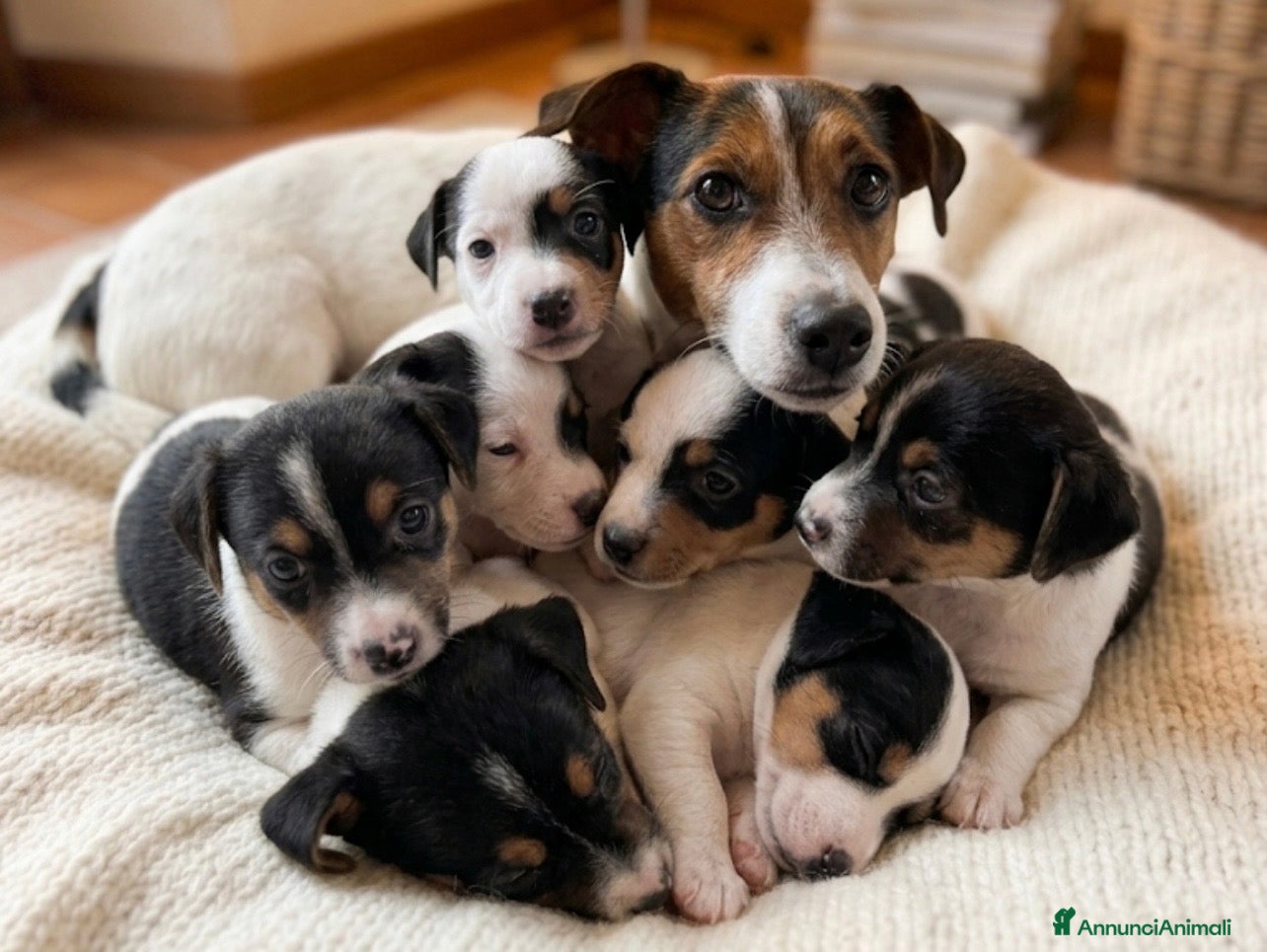 Jack Russell cani Jack russell - Annuncio 2