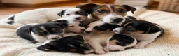 Jack Russell cani in vendita: Jack russell - Annuncio 1