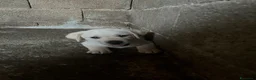 Labrador cani in vendita: Cuccioli di Labrador - Annuncio 12