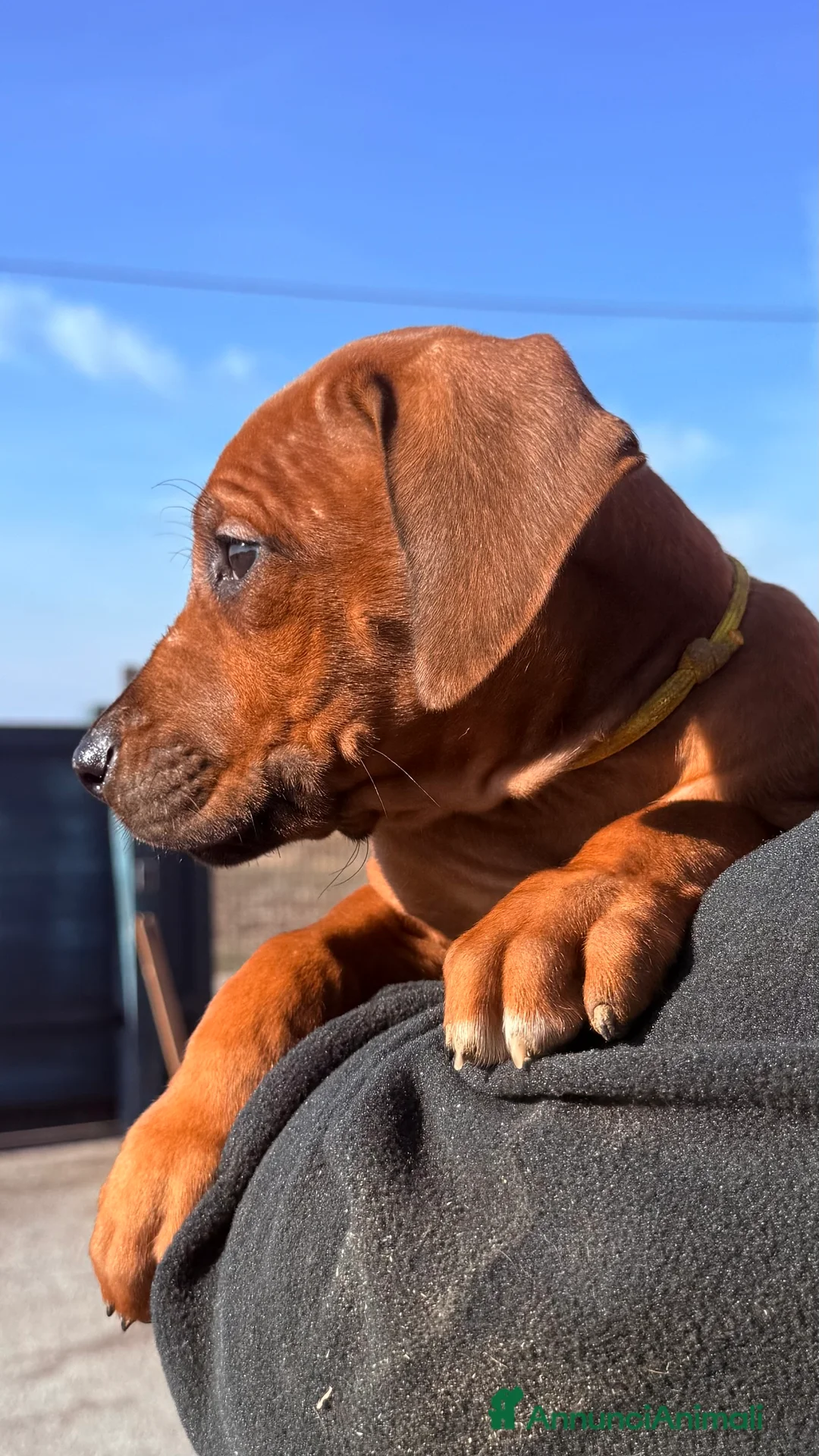 Rhodesian Ridgeback cani in vendita: Splendidi cuccioli di Rhodesian Ridgeback  - Annuncio 3
