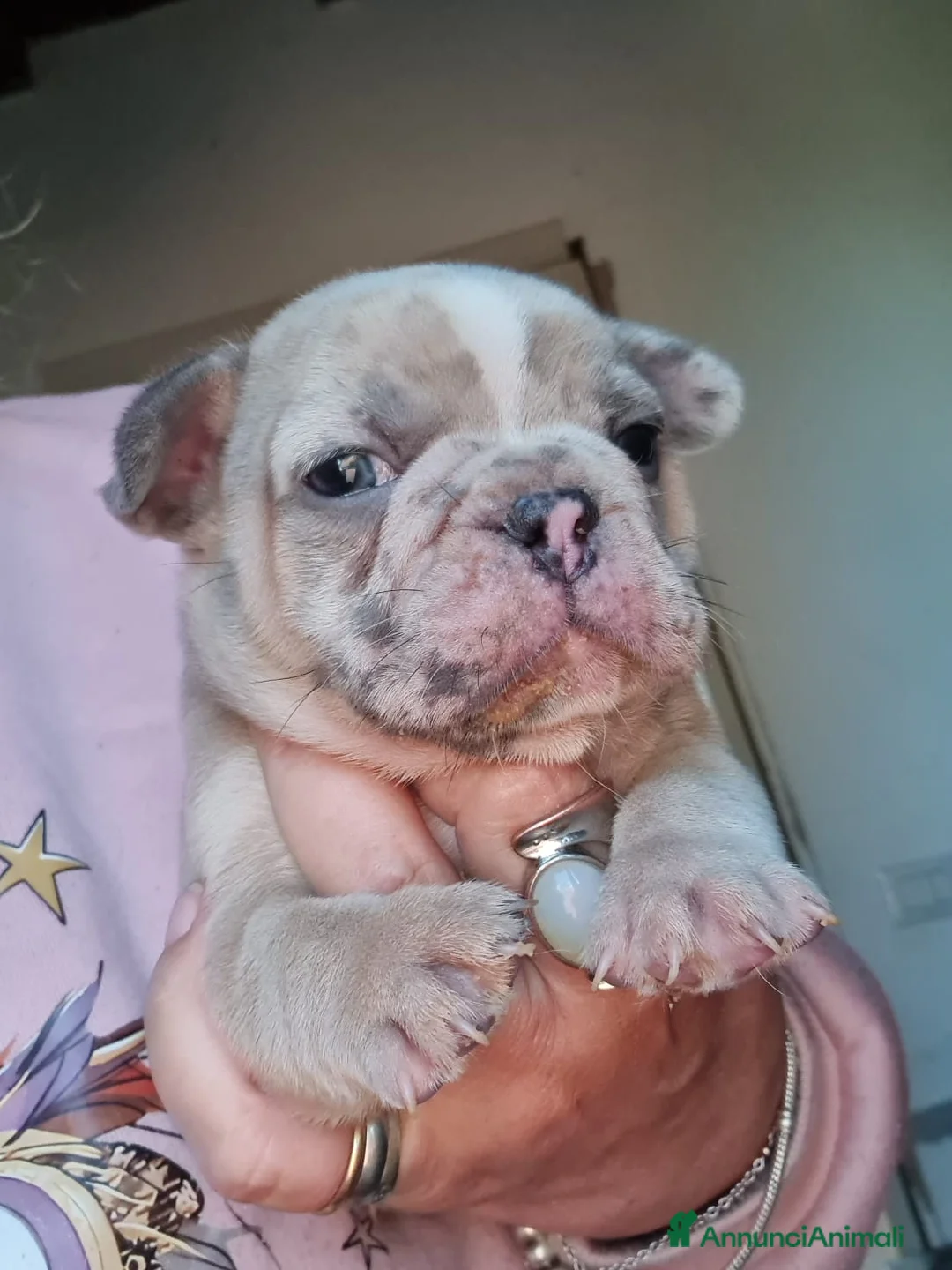 Bulldog Francese cani in vendita: Bulldog francese cuccioli - Annuncio 2