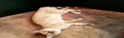 Bengala gatti in vendita: Bengala Snow Lynx femmina e Brown Spotted maschio  - Annuncio 4