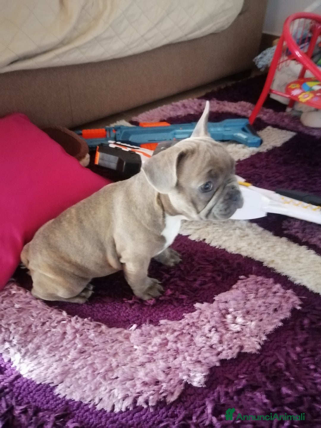 Bulldog Francese cani in vendita: Bulletta - Annuncio 2