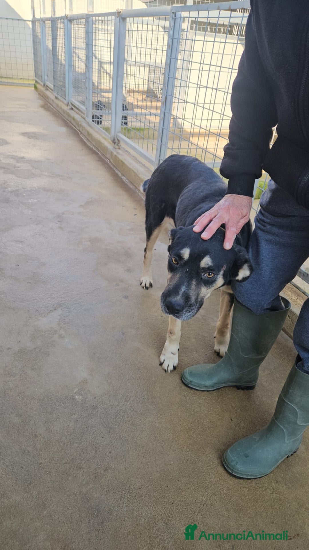 Meticcio cani in regalo: Fabrizia: taglia grande, dolce ed equilibrata  - Annuncio 4