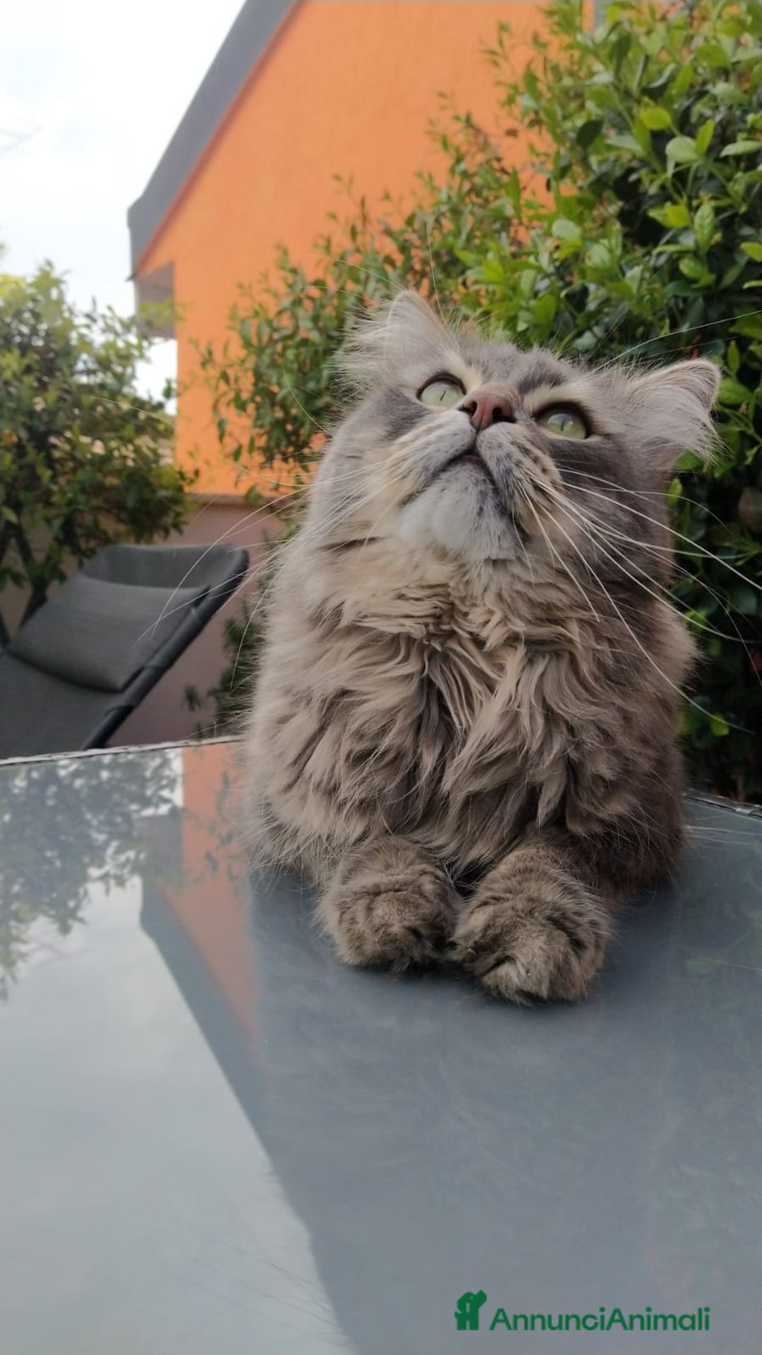 Siberiano gatti per accoppiamento: Gatto siberiano per accoppiamento  - Annuncio 1