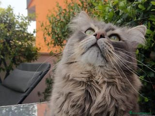 Siberiano gatti Gatto siberiano per accoppiamento - Annuncio 3