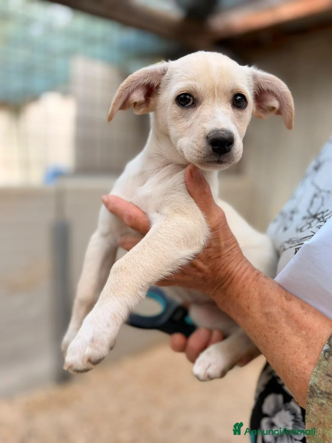 Meticcio cani in regalo: la tenera ZOE - Annuncio 5
