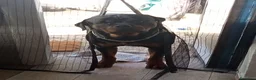 Rottweiler cani in vendita: cuccioli rottweiler  - Annuncio 9