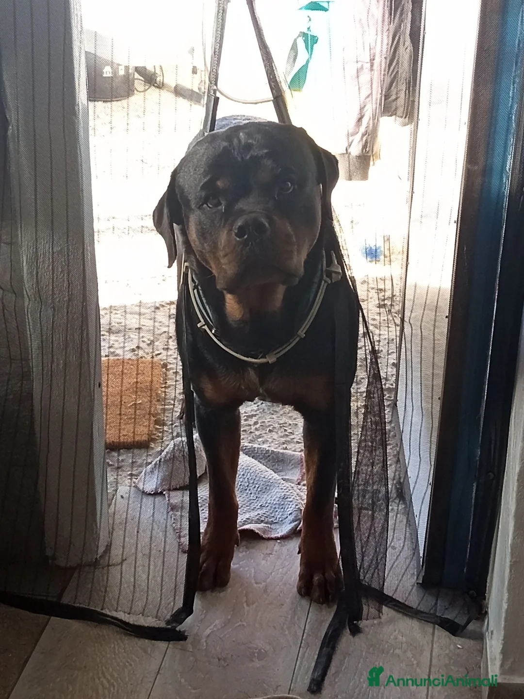 Rottweiler cani in vendita: cuccioli rottweiler  - Annuncio 9