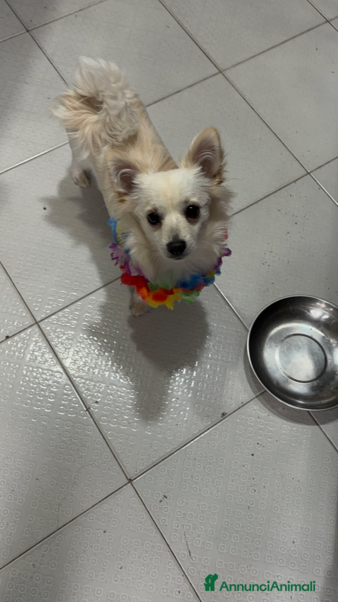 Meticcio cani coco cerca fidanzata - Annuncio 24