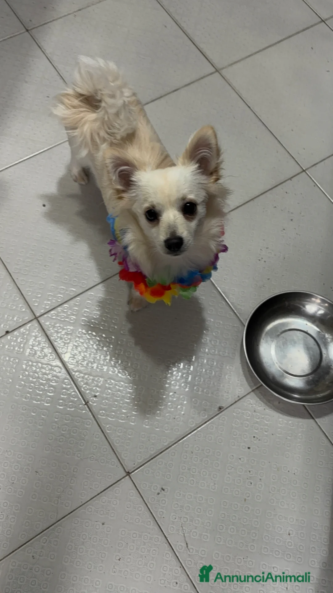 Meticcio cani per accoppiamento: coco cerca fidanzata - Annuncio 1