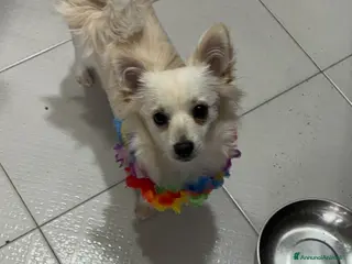 Meticcio cani coco cerca fidanzata - Annuncio 24