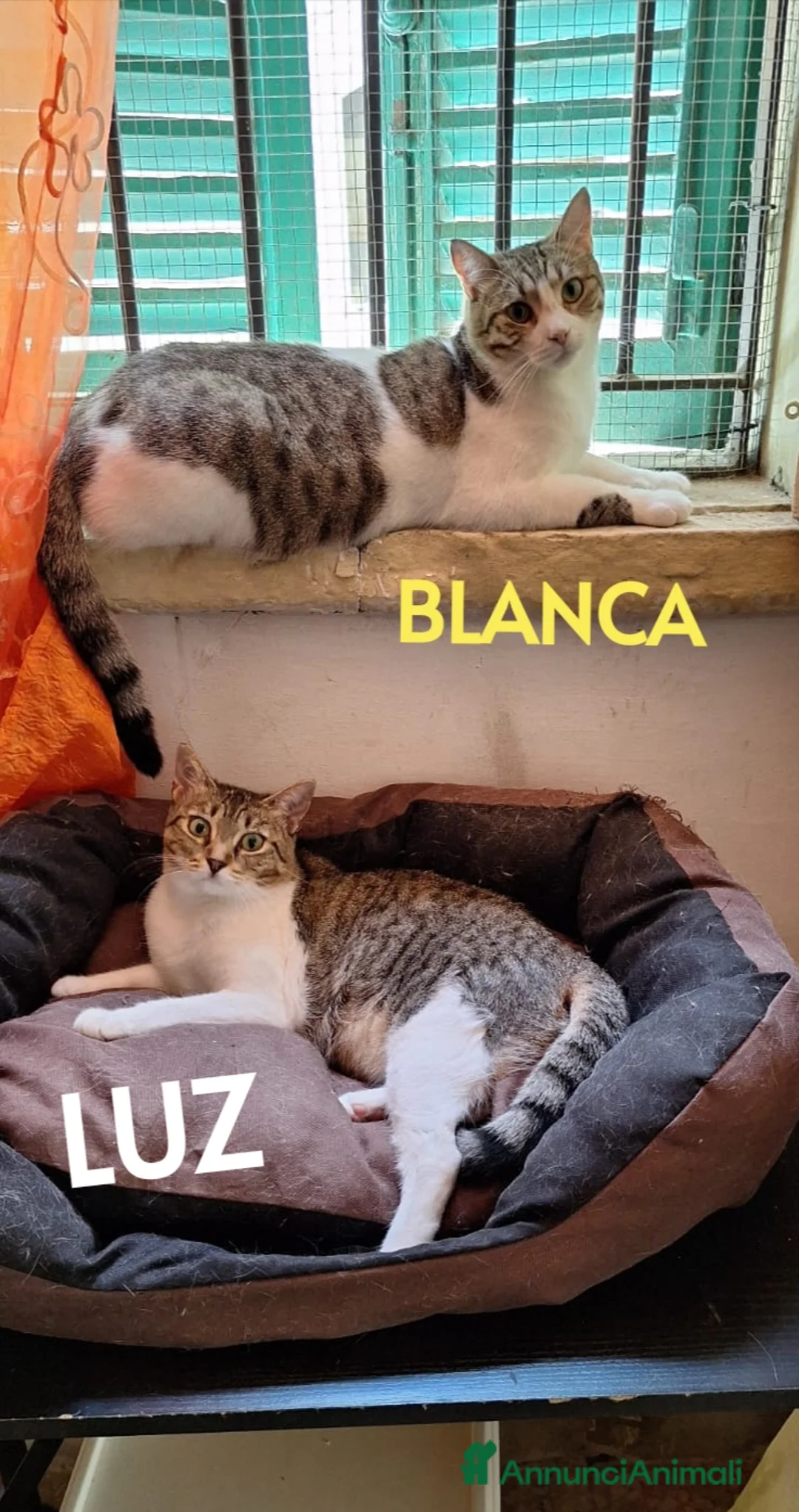 Europeo gatti in regalo: Luz e Blanca, una mamma e la sua piccola ombra - Annuncio 11