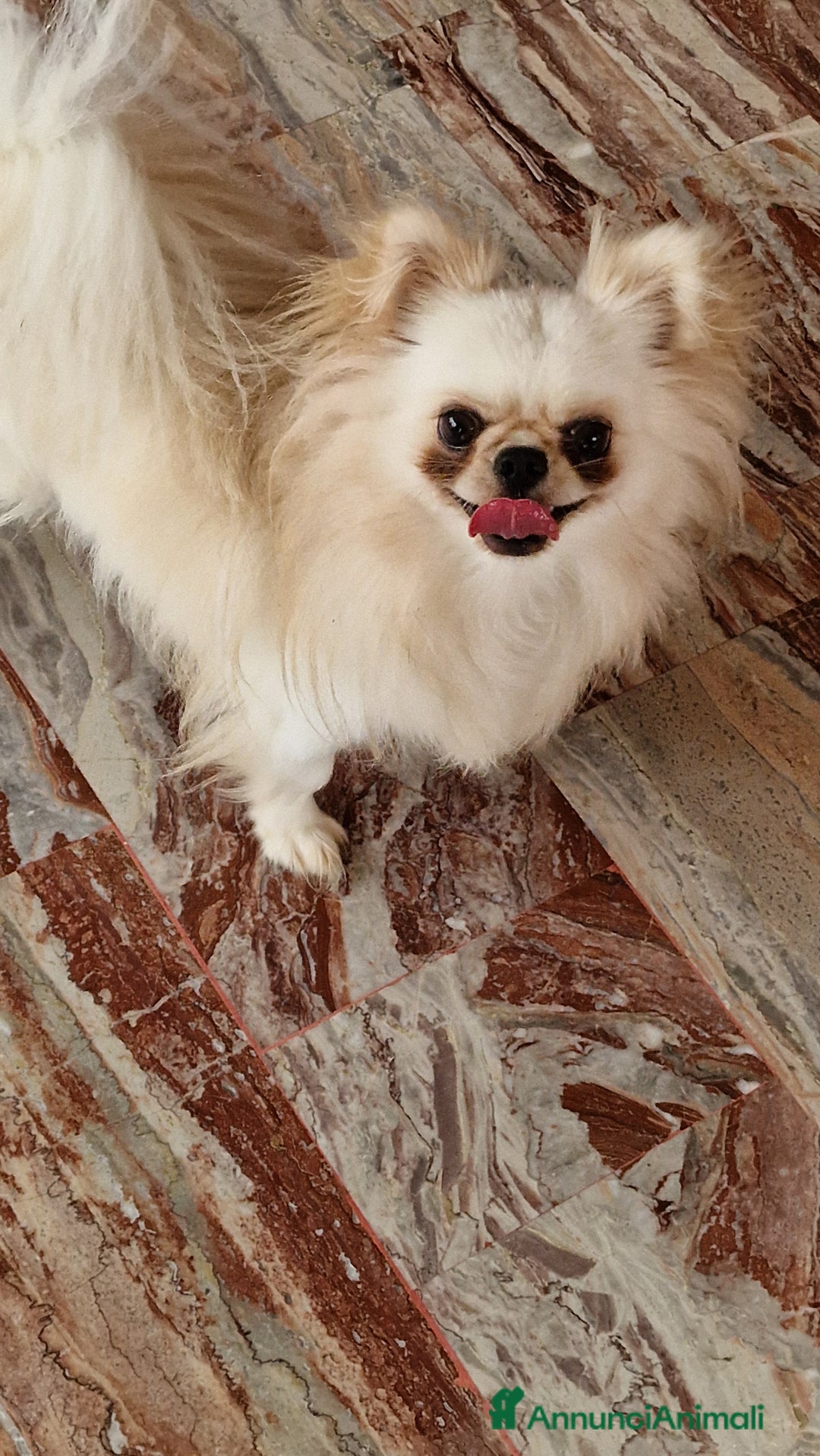 Chihuahua cani in regalo: Chihuahua a pelo lungo in adozione - Annuncio 3