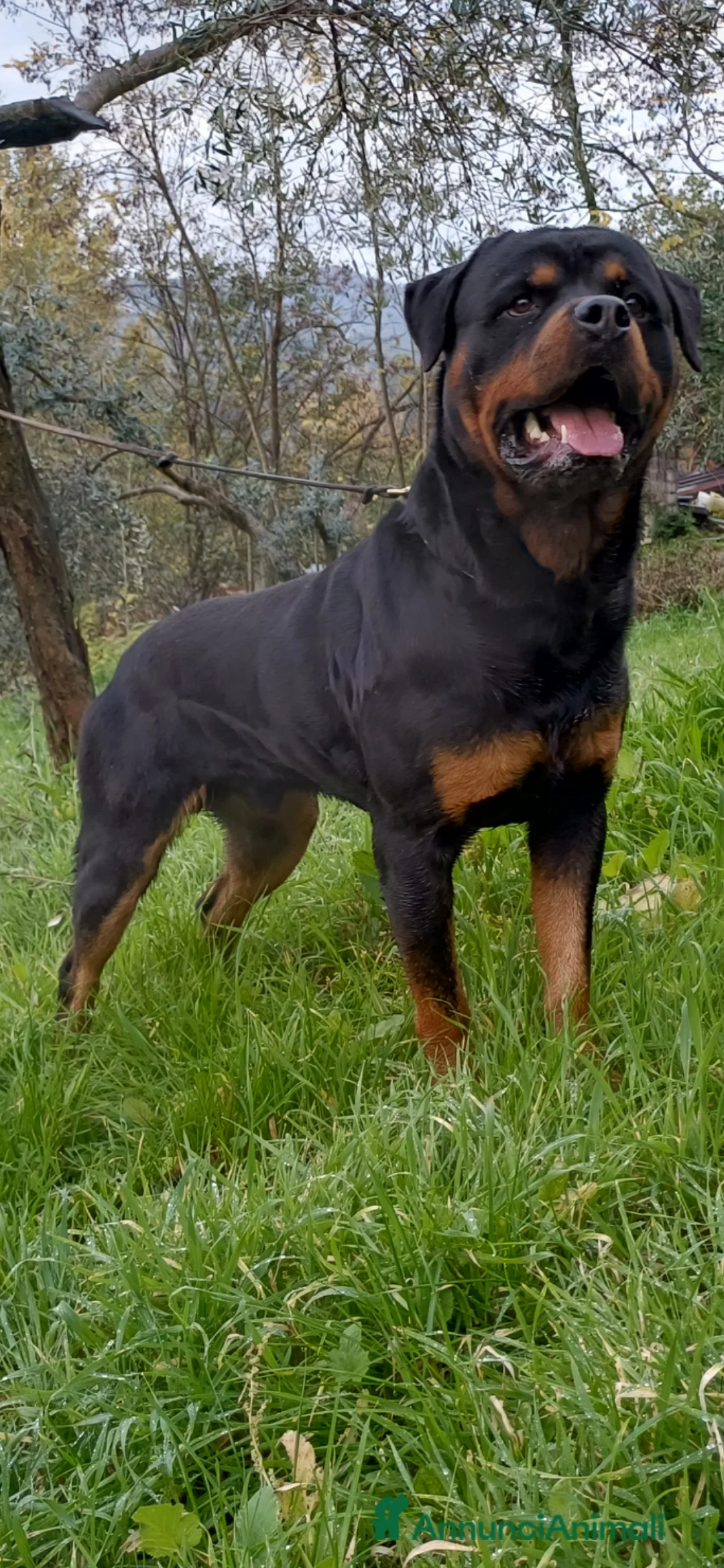 Rottweiler cani in vendita: Disponibile maschio rottweiler - Annuncio 7