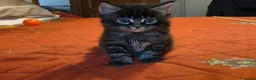Maine Coon gatti in vendita: Vendo cuccio Maine Coon senza pedigree - Annuncio 25