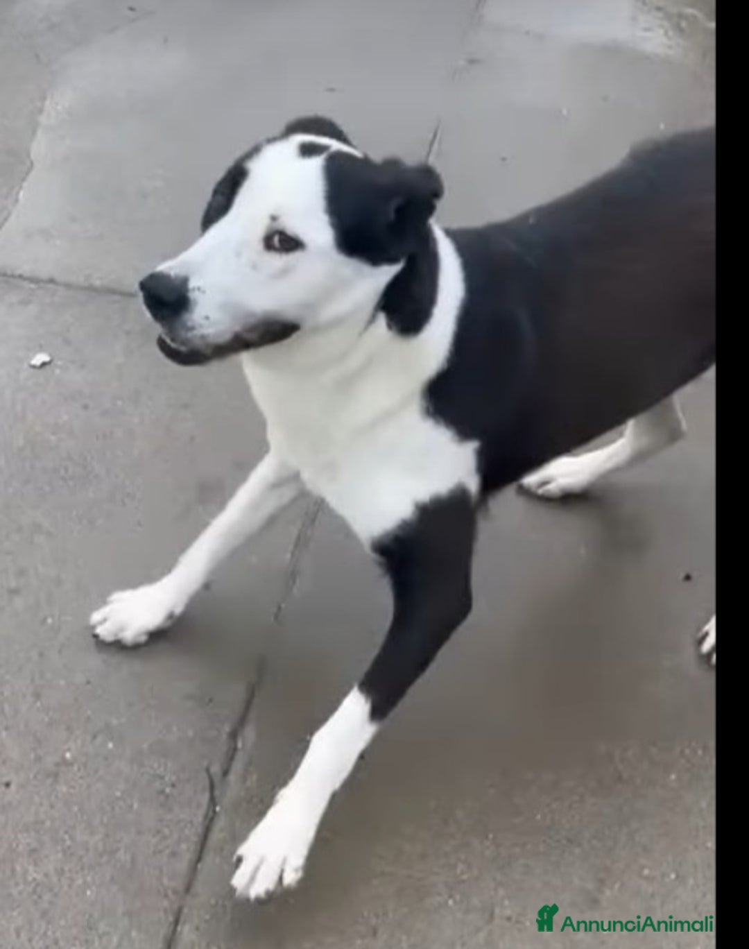 Meticcio gatti in regalo: Mix Amstaff femmina oltre 3anni di appelli CREMONA - Annuncio 12