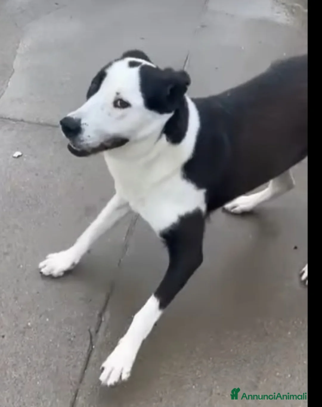 Meticcio gatti in regalo: Mix Amstaff femmina oltre 3anni di appelli CREMONA - Annuncio 12