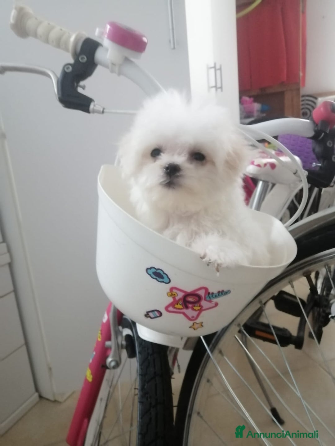 Maltese cani in vendita: CUCCIOLI DI RAZZA MALTESE  CON PEDIGREE ENCI - Annuncio 6