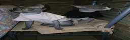 Sphynx gatti in vendita: Gatto Nudo - Annuncio 6