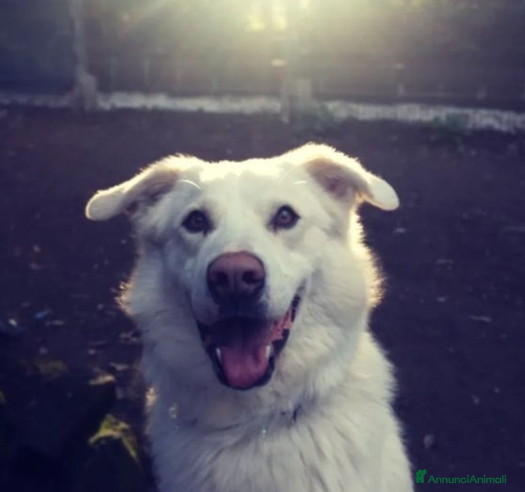Altre razze cani in regalo: Adriano, dolce cagnolone cerca famiglia  a Città metropolitana di Roma Capitale - Annuncio 3