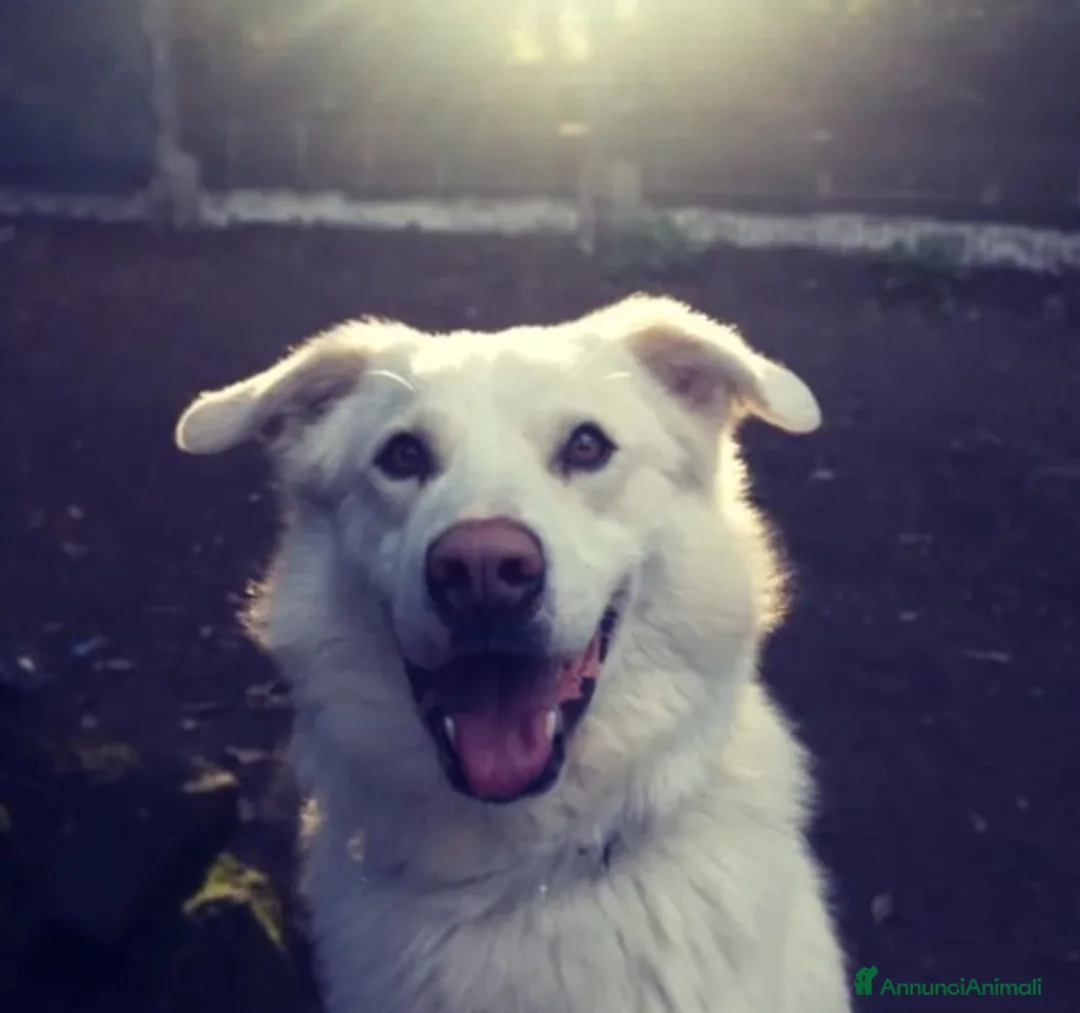 Altre razze cani in regalo: Adriano, dolce cagnolone cerca famiglia  a Città metropolitana di Roma Capitale - Annuncio 3