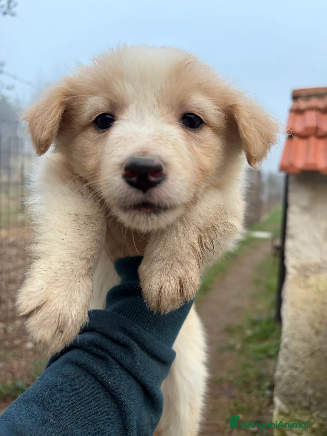 Border Collie cani in vendita: Cucciole di Border collie - Annuncio 6