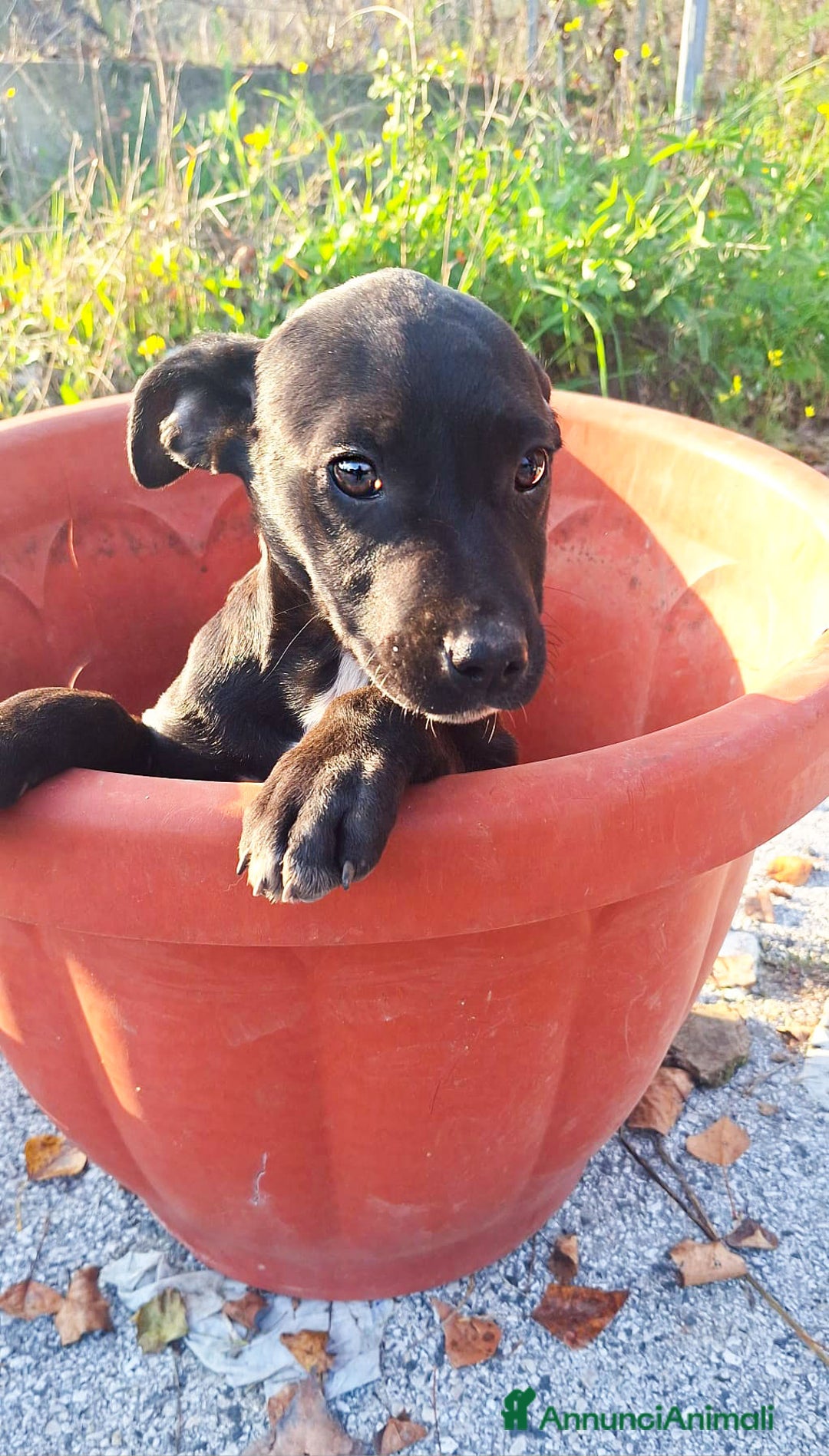 Pitbull cani in regalo: Micky cucciolo adorabile - Annuncio 6
