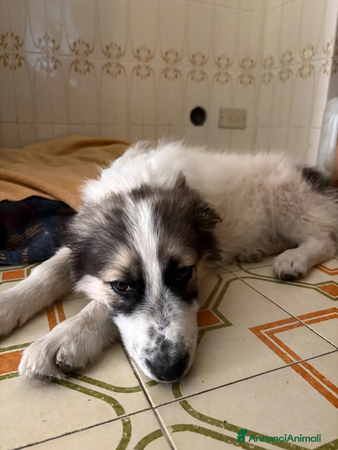Bearded Collie cani in regalo: Maya 4 mesi di dolcezza  - Annuncio 9