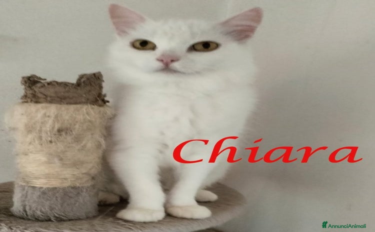 Europeo gatti - Annuncio 5