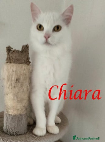 Europeo gatti - Annuncio 13