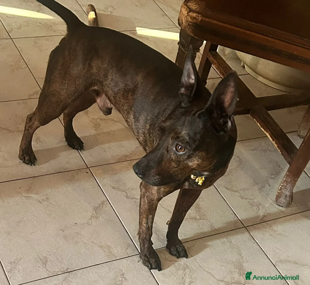 Meticcio cani in regalo: Tigrato 4anni kg12lunghe orecchi,SUPER URGENTE SUD - Annuncio 8