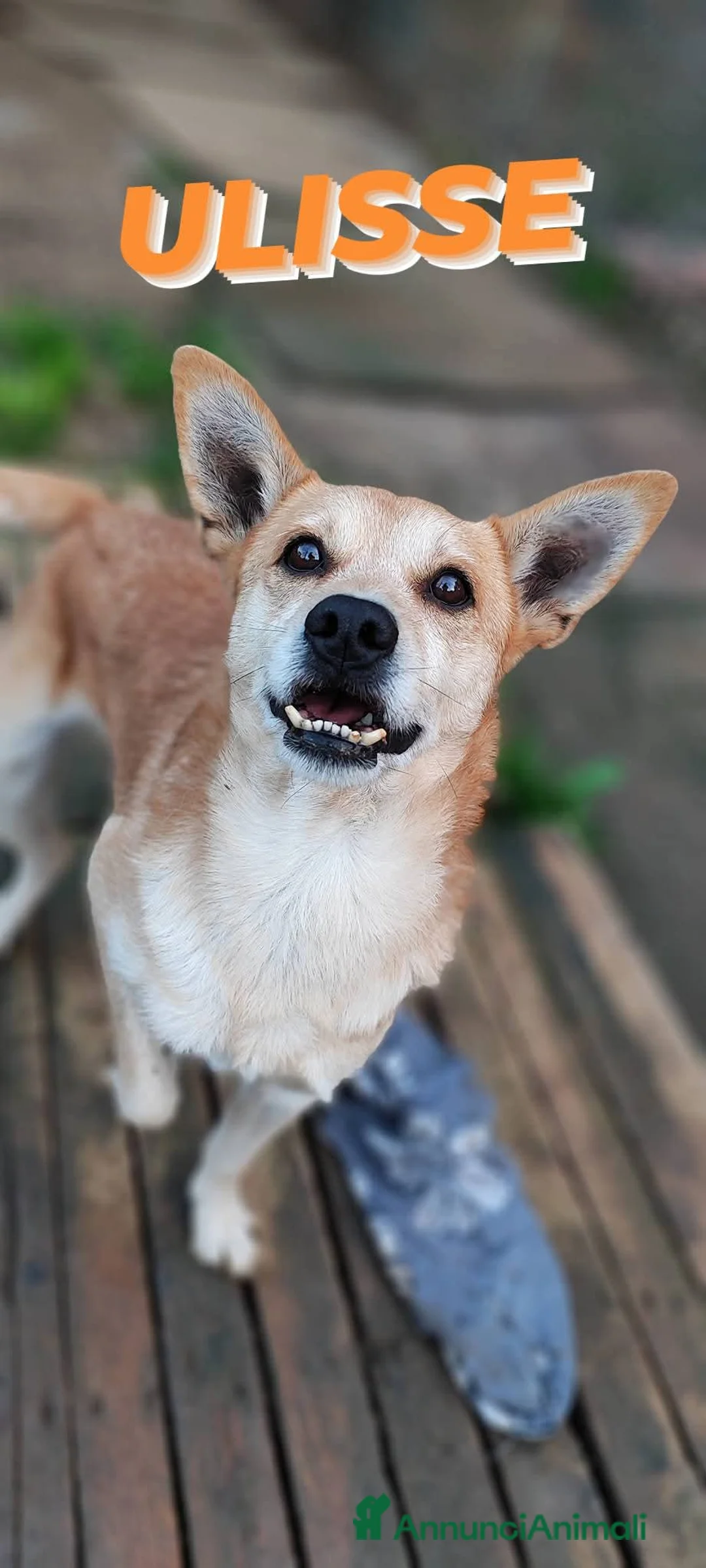 Meticcio cani in regalo: Ulisse cerca casa  - Annuncio 5