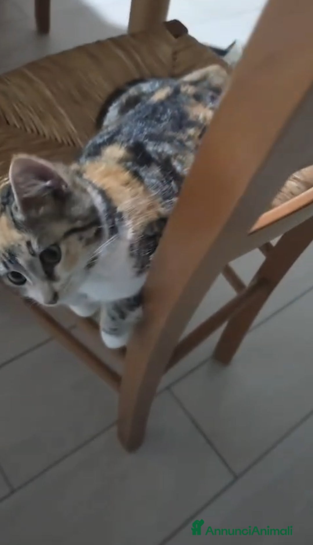 Altre razze gatti in regalo: GATTINA - Annuncio 3